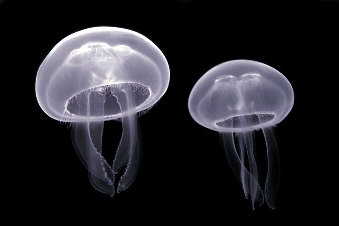 Jellyfish