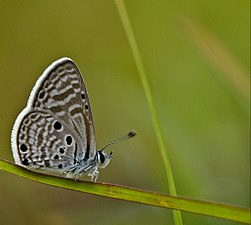 Ventral view