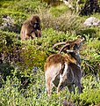 Walia ibex and gelada baboon