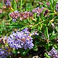 Ceanothus hearstiorum