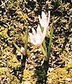 Colchicum hungaricum close-up