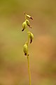 Infructescence