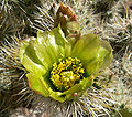 Cylindropuntia echinocarpa