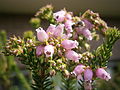 Erica terminalis close-up