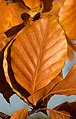 Fagus sylvatica autumn colour