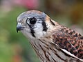 American Kestrel - female