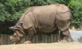 One of the Buffalo Zoo's Indian rhinoceroses.