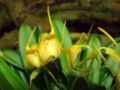 Masdevallia (Masdevallia) sect. Minutae: Masdevallia floribunda