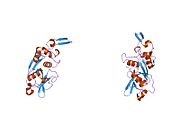 1deu：人组织蛋白酶原 X 的晶体结构：前区与活性位点半胱氨酸共价连接的半胱氨酸蛋白酶