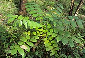 Leaf structure