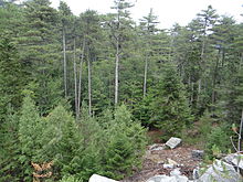 Pinus nigra subsp. laricio forest