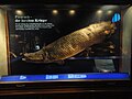 A pirarucu (Arapaima) from the Amazon River, Brazil