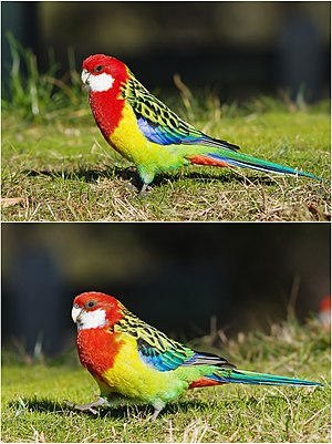 Eastern rosella