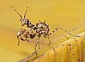 Pseudocreobotra ocellata nymph