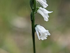 Spiranthes tuberosa