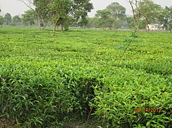 Tea Estate at Batasi