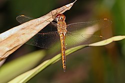 Globe Skimmer