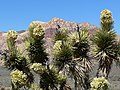 Yucca brevifolia