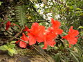生长在棱线岩壁上的唐杜鹃是台湾北部常见杜鹃，也是台湾政府列为珍稀植物类之一-2007夏