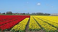 Flower field in Broek op Langedijk