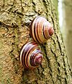 Grove snails banded shells