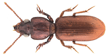 Copper coloured Clivina madagascariensis beetle with big white eyes