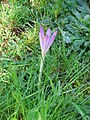 Colchicum cilicicum 'Purpureum'