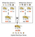 An illustration of a simple genetic complementation test. Unfortunately, I can't take credit for the flies.