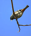 Chestnut-vented conebill, Horto Florestal de São Paulo