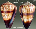 Conus miles Linnaeus, C., 1758