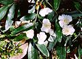 Eucryphia moorei, Monga National Park