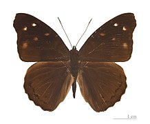 Museum specimen ♂ dorsal side