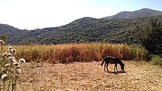 Horse grazing in Kišava field