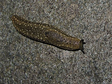 The right side of a dark slug with yellow spots, head to the right