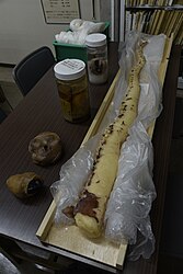#609 (6/1/2015) Second plastinated arm from the same specimen, likewise stored at Tottori Prefectural Museum though not publicly displayed (see also view from distal end and closeup of arm tip)