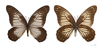 Museum specimen ♂ Both sides