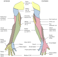 右上肢远端皮神经的分段分布图表。