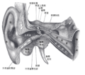 External and middle ear, opened from the front. Right side.
