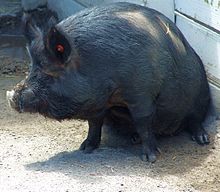 A Guinea Hog