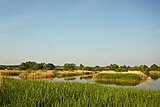 Reed beds in Ham Wall