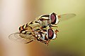 Biological reproduction (hoverflies) Photo credit: Fir0002