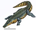 Kansajsuchus extensus