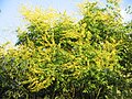 Koelreuteria paniculata flowering