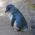 小藍企鵝是現今已知體型最小的企鵝