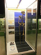 Turkana Boy (Homo ergaster)