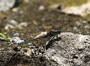 Young adult male