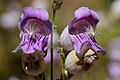 Flowers of Penstemon grinnellii