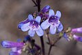 Flowers of Penstemon humilis