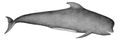长肢领航鲸