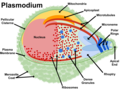 As a protist, the plasmodium is a eukaryote of the phylum Apicomplexa. Unusual characteristics of this organism in comparison to general eukaryotes include the rhoptry, micronemes, and polar rings near the apical end. The plasmodium is known best for the infection it causes, malaria.